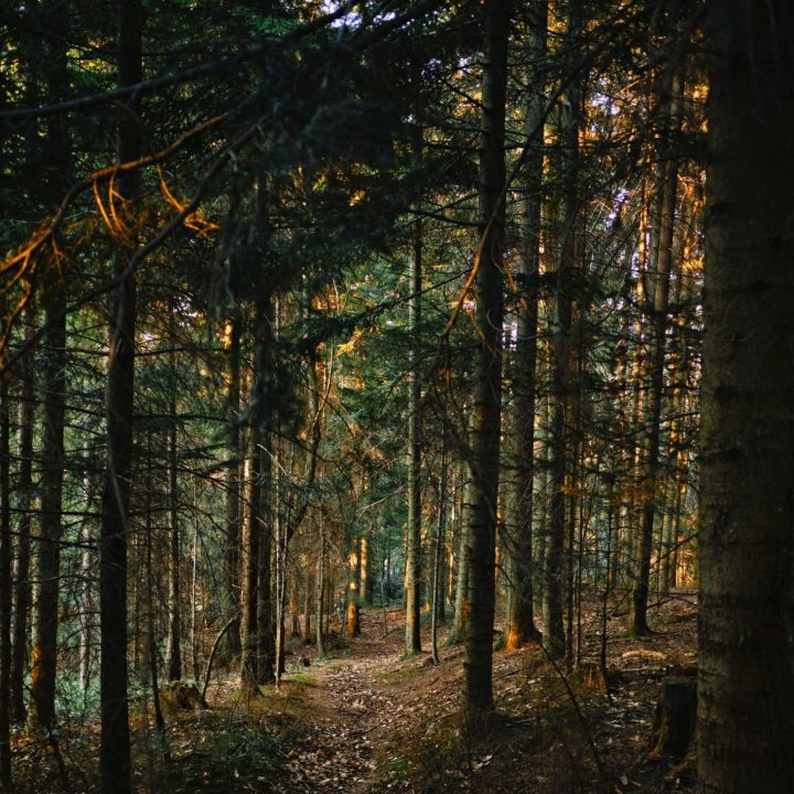 kristjan-kotar-MLVnW1KpyNs-unsplash